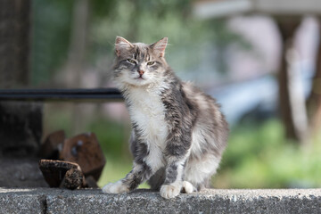 Gray little cat on the street.