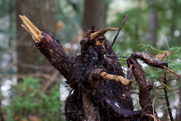 Wood Stump