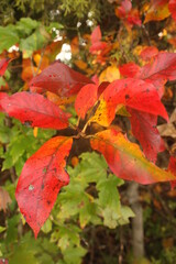 Red and orange cluster