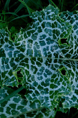 Zoom on beautiful green leaves with white colors and black background