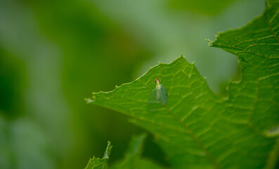 Green is the color of nature and tranquility and is portrayed  in a natural setting with this green lacewing bug, the underside of green foliage and a nice green bokeh background.