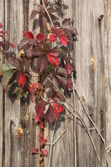 Virginia creeper  