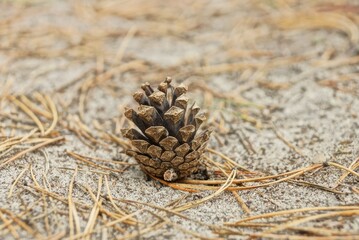 one large brown dry pine cone lies on gray sand and needles in the forest
