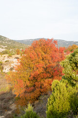 autumn in the mountains