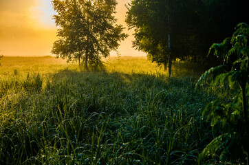 Obraz na płótnie Canvas in the morning mist and dew. The sun's rays pass through the lush greenery.