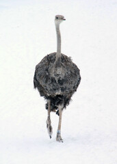 Ostrich walking carefully on snow