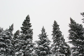 Conifer trees covered by snow