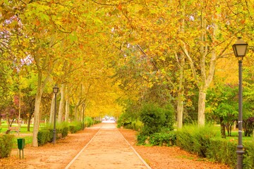 autumn in the park with beautiful orange tones, yellow leaves, vibrant colors, 