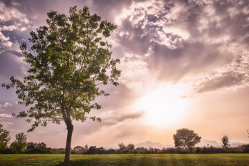 Obraz premium sunset with a tree in the foreground and a mauve cloudy sky, green meadow, panoramic format