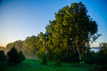 morning mist. Sunlight penetrates through birches and coniferous trees