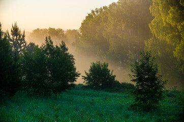 morning mist. Sunlight penetrates through birches and coniferous trees