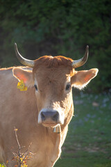 Straight on view of an orange cow with horns looking straight, wearing a golden bell and a yellow marking tag on its ear. Surrounded by trees in the nature