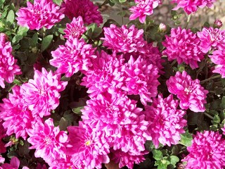 close-up view of a bouquet of crimson asters