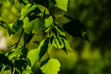 Fototapeta na wymiar A warm summer morning. juicy green birch leaf.