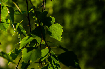 A warm summer morning. juicy green birch leaf.