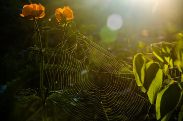 thick morning fog in the forest at pond. orange flowers