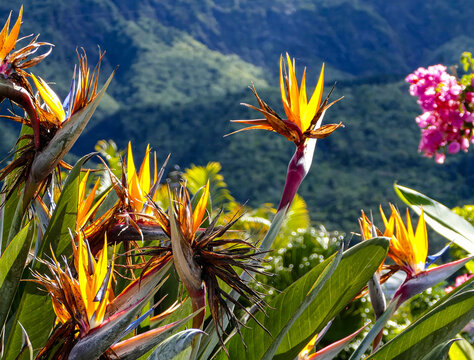 fleur du paradis ile de la r&eacute;union