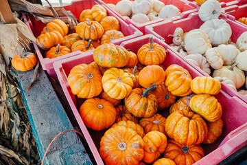 Fall Pumpkins for Sale at Family Farm Stand