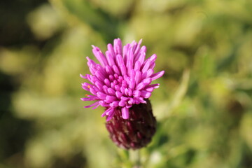 Fototapeta premium thistle flower