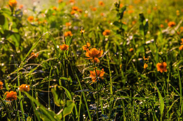 thick morning fog in the forest at pond. orange flowers