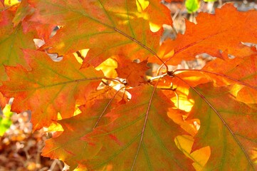 Orange Leaves Detail