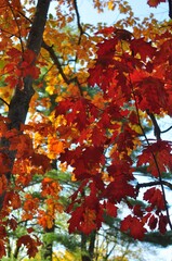 Branches of Red Color