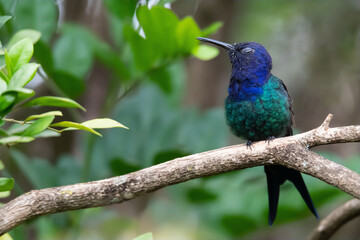 Beija flor dormindo