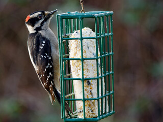 downy woodpecker (Dryobates pubescens) on the feeder with suet, hung in the backyard for the winter