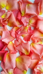 Fototapeta na wymiar background from pink and yellow fallen rose petals