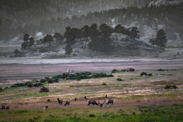 elks grazing