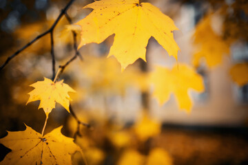 Fototapeta na wymiar Branch of maple tree with autumn yellow leaves.