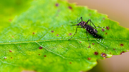 Aedes aegypti mosquito pernilongo with white spots and green leaf