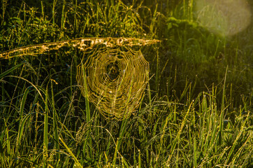 cobwebs in the morning mist. Juicy greens.
