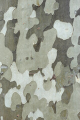 Texture of a plane tree bark - 0135