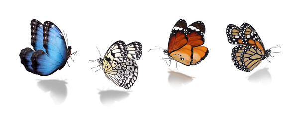 Set of different beautiful butterflies on white background. Banner design