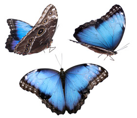 Set of beautiful blue morpho butterflies on white background