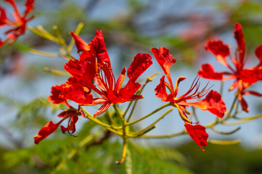 Flamboyant