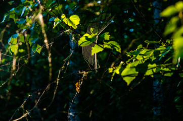 the sun's rays break through the birch leaves. Thick morning fog