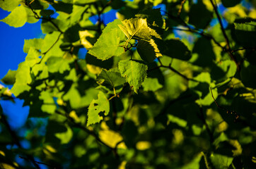 the sun's rays break through the birch leaves. Thick morning fog
