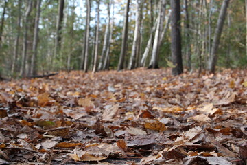 autumn in the woods