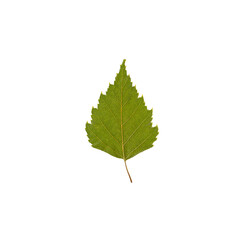 green dry birch leaf isolated on a white background. cut out. studio shot. backlit