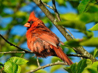 Northern Cardinal Red Bird Facing Sideways with Head Feather Crest Up and Showing Red Feathers in Summer Sun While Perched on Tree Branch and Green Leaves and Bright Blue Sky in Background