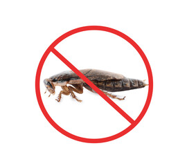 Cockroach with red prohibition sign on white background. Pest control