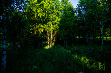 the sun's rays break through the birch leaves. Thick morning fog