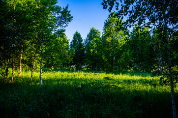 the sun's rays break through the birch leaves. Thick morning fog
