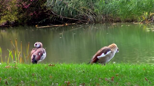 Side view of two egyptian goose in the grass, also called Alopochen aegyptiaca or Nilgans