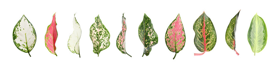 Set of different tropical aglaonema leaves on white background. Banner design