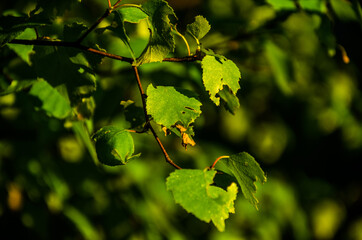 the sun's rays break through the birch leaves. Thick morning fog