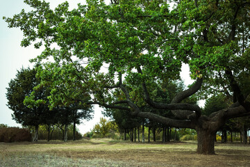 Beautiful oak with large twisted branches outdoors. Fantasy forest