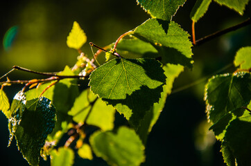 the sun's rays break through the birch leaves. Thick morning fog